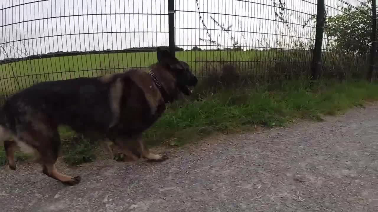 DDR Schäferhund in Zeitlupe beim laufen / Deutscher Schäferhund