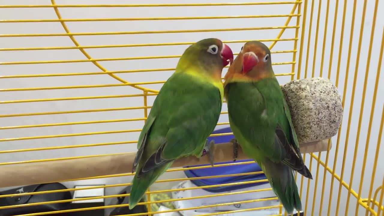Fischer s Lovebird mating Ritual