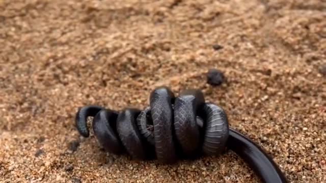 Serpent hunting and spectacular