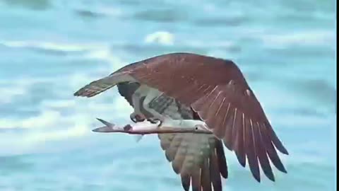 Eagle hunted a big fish flying