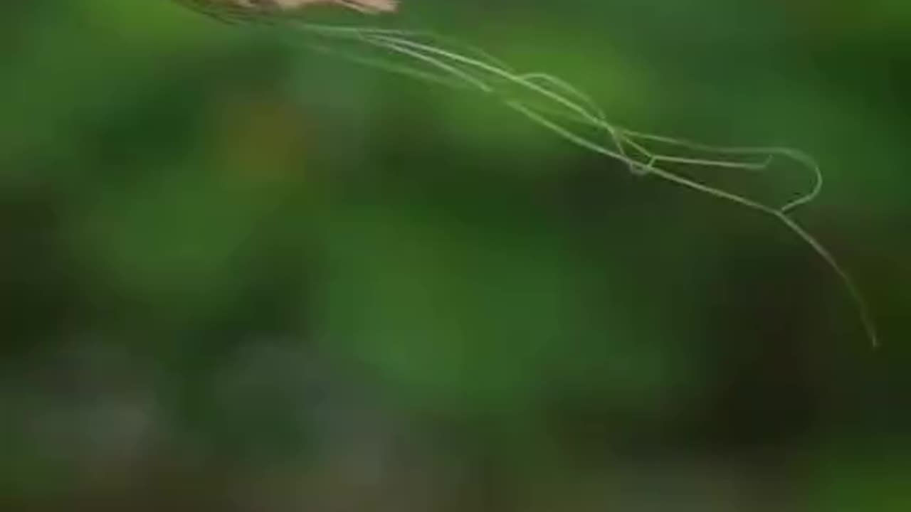 Baya Weaver, nature's architect.