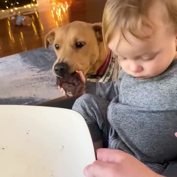 Funniest_Pet_Fails_🤣_😈(1080p)