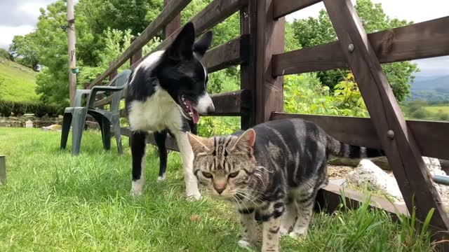 Dog Slaps Cat For No Reason