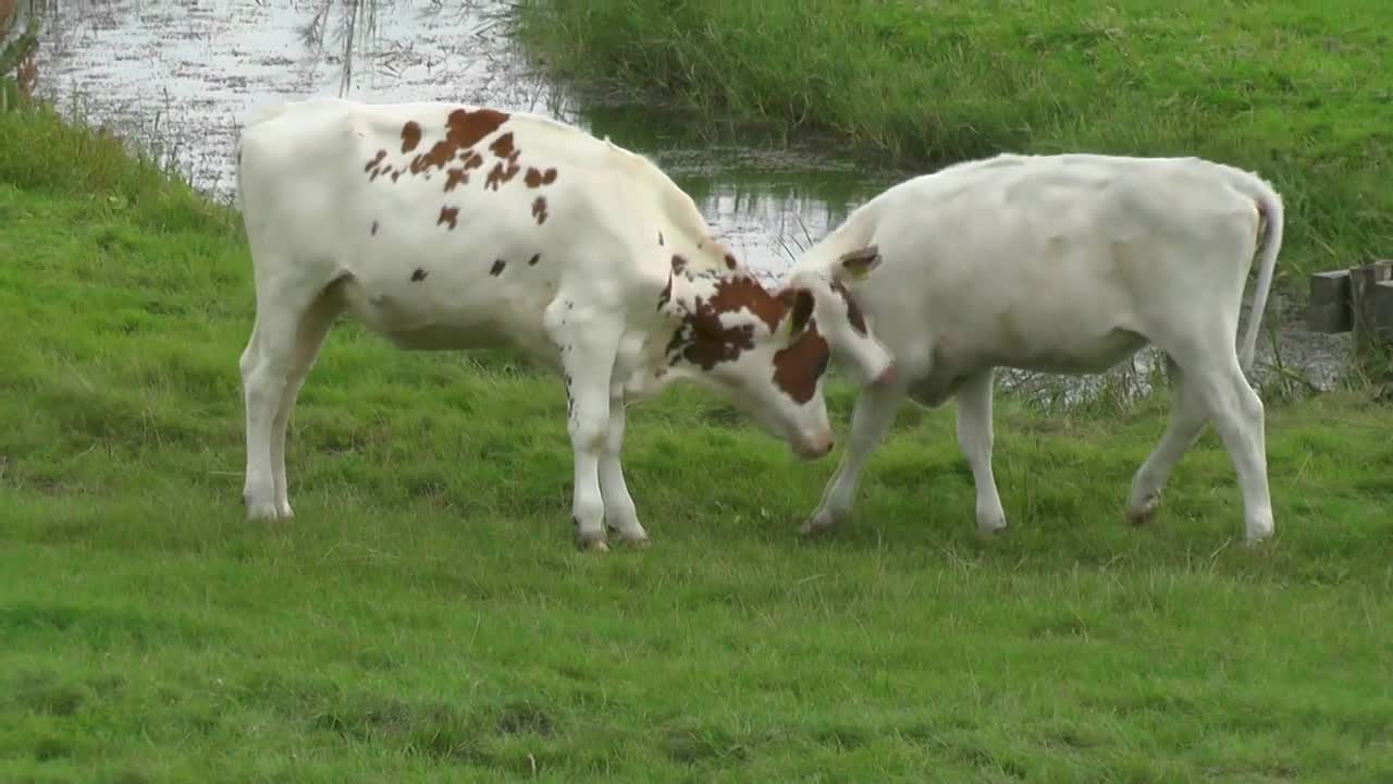 Cow cattle animals fighting