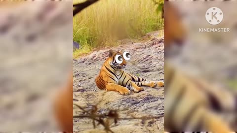 Bangladeshi tigat.viral tigar video.blackfunnycat