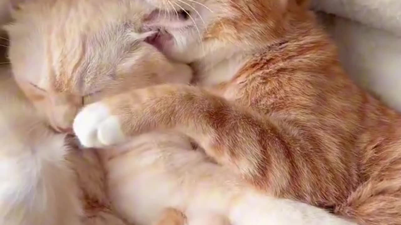 Cute cats sleeping in bed