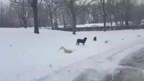 Rottweilers Ansel and Higgins enjoying a snow day