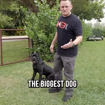 What to Do When Meeting a New Dog