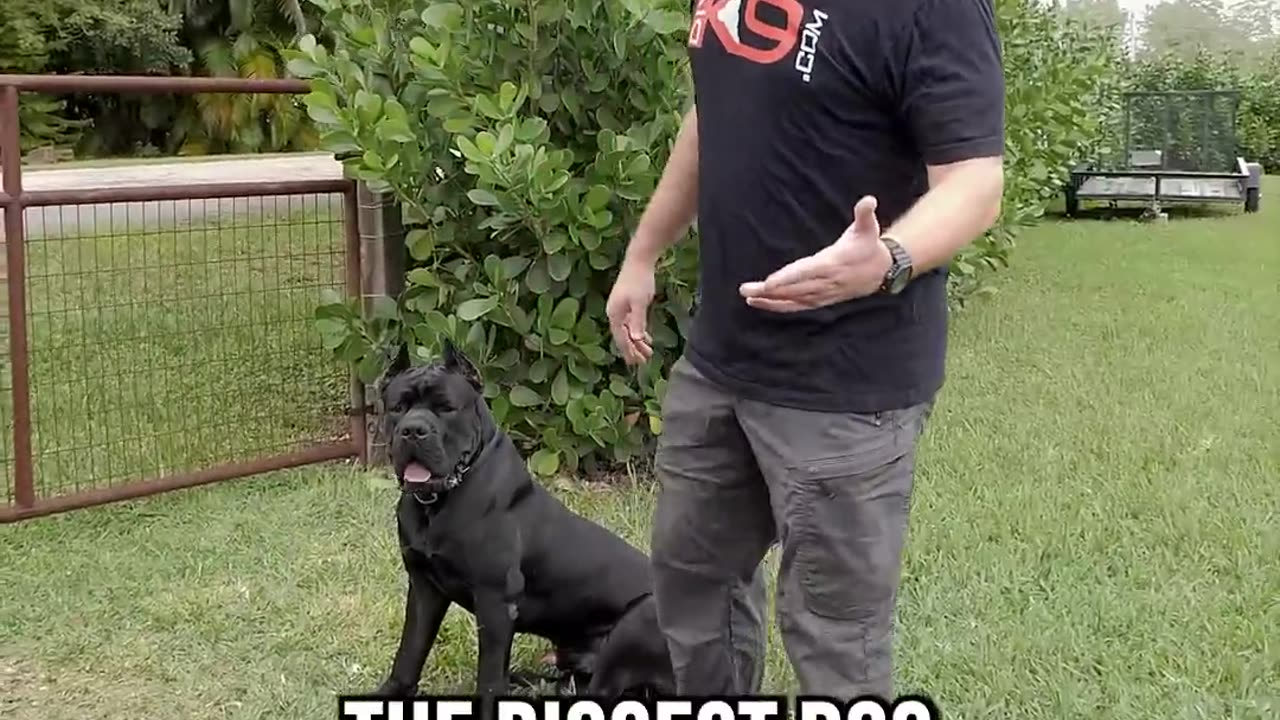 What to Do When Meeting a New Dog