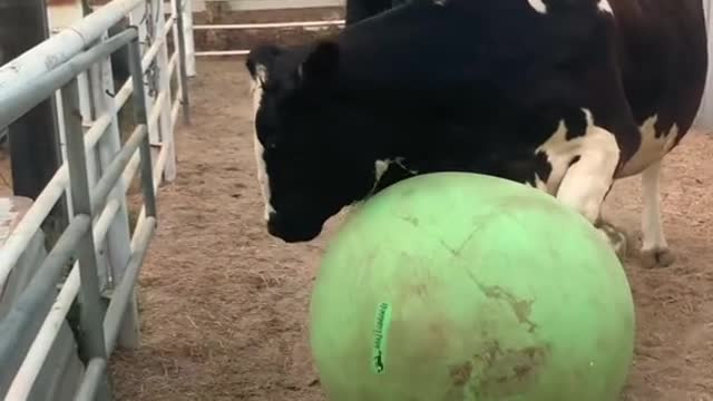 Our cow who is blind was crying out for help