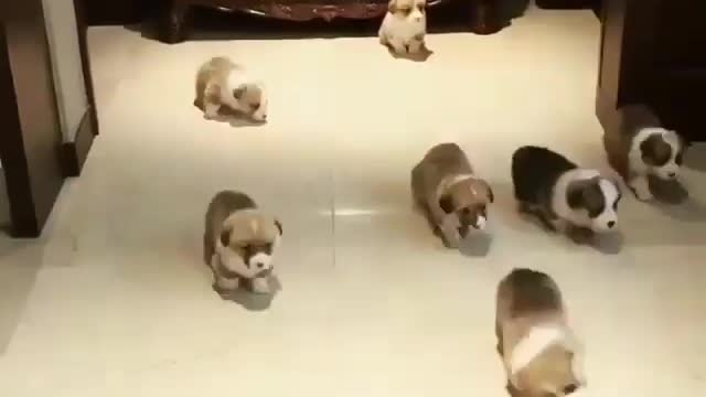 A bunch of puppies are playing