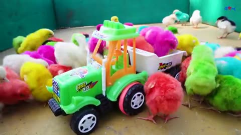 Cute hen cheken baby with toys injoin baby chiken bird special