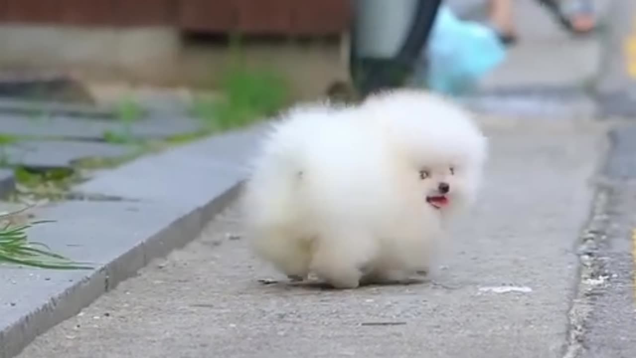 Cute white 🤍🐻‍❄️ miniteacup Pomeranian puppy video