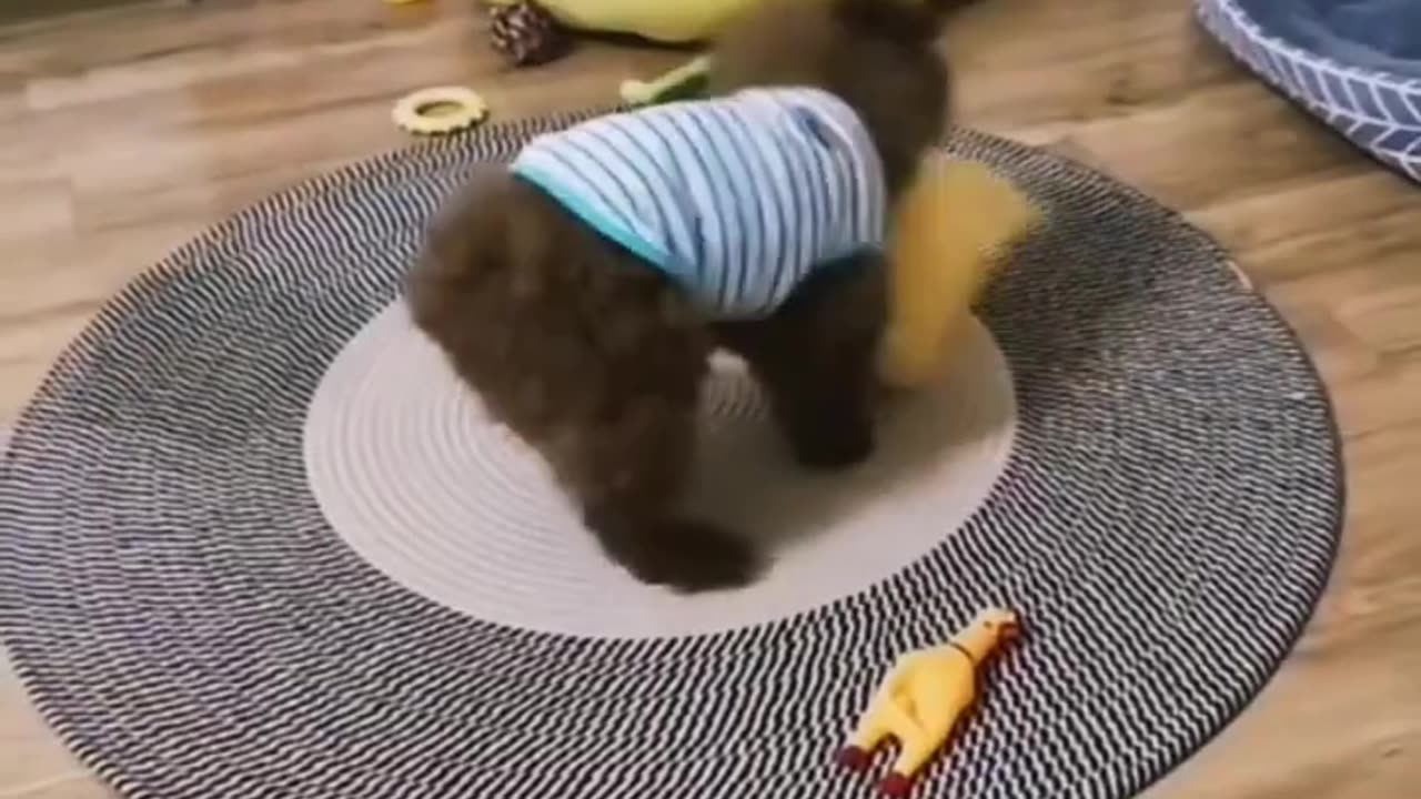 Dailyfunni1