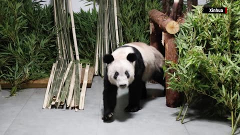 Ya Ya the giant panda returns to Beijing