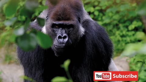 Funniest Animals Video №1 #akproject