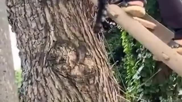Funny Animals Videos #5