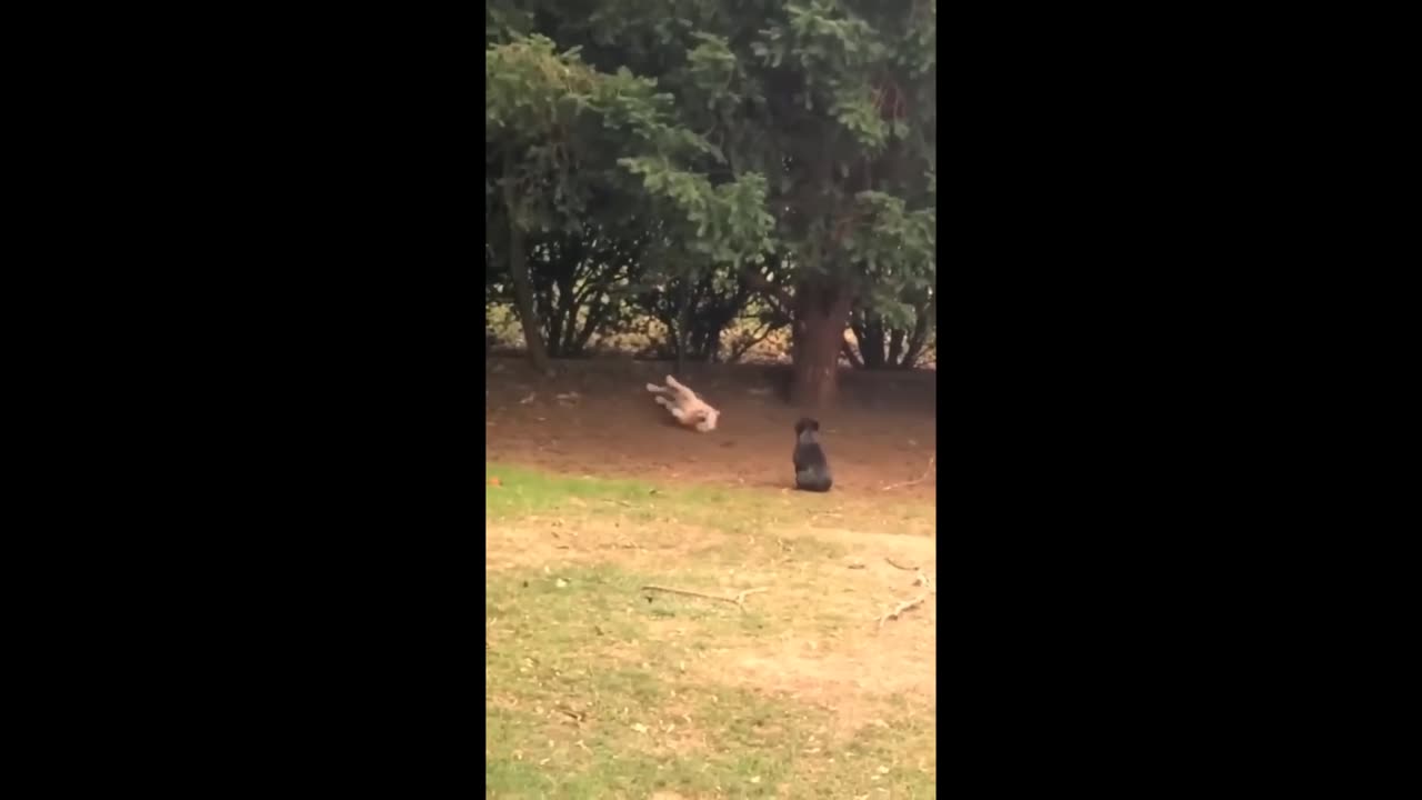 Try Not To Laugh Dogs And Cats 😁 - Best Funniest Animals Video