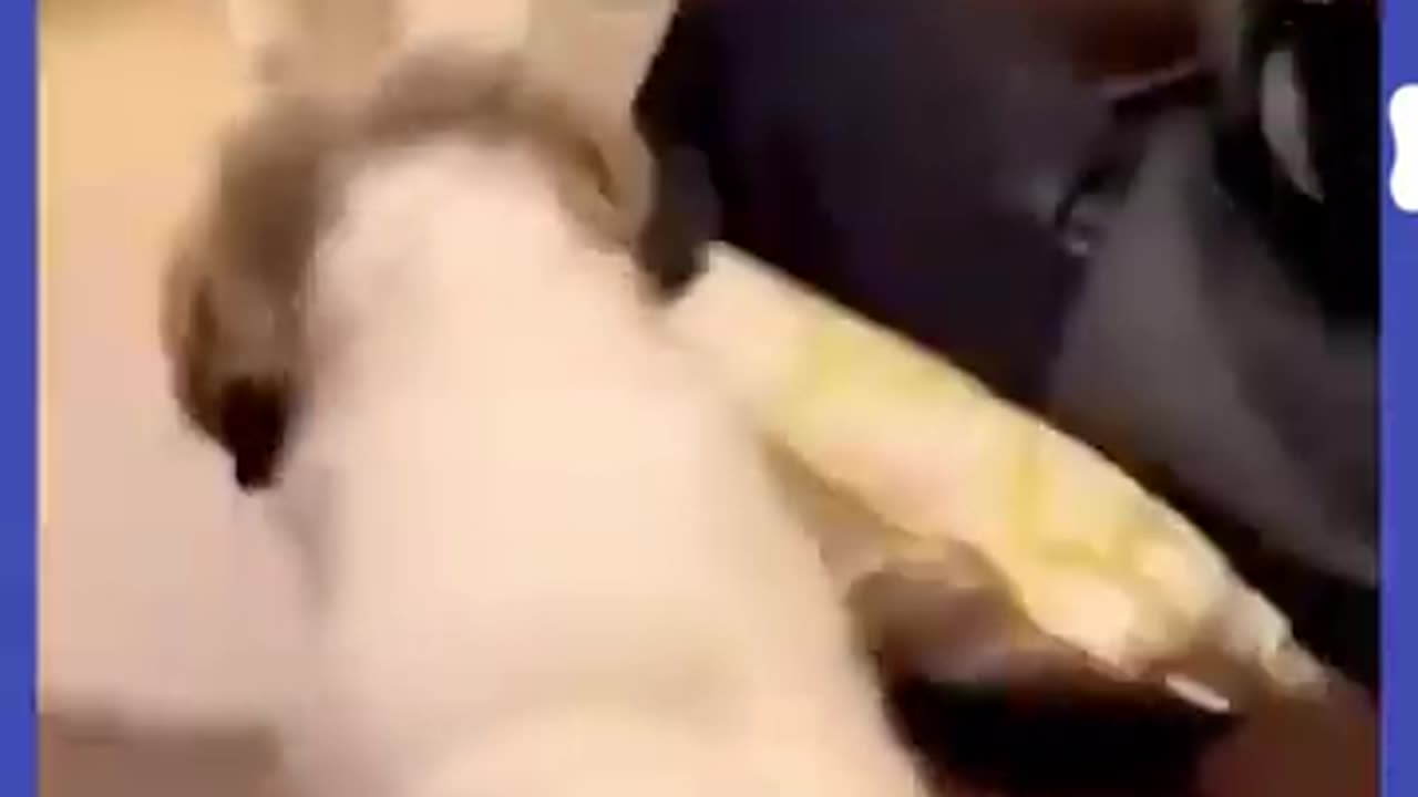 Try not to laugh🤣 Funny animals😹