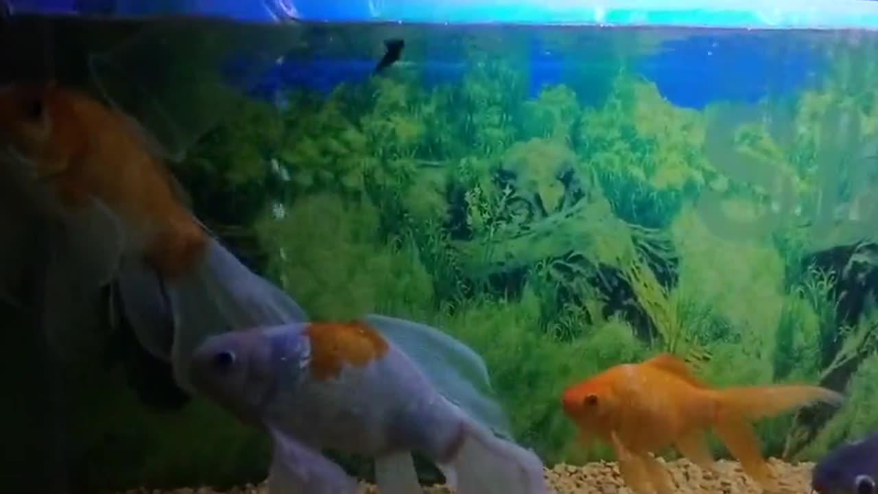 Beautiful Fishes || Most Beautiful Fishes || Cute Fishes #beautifulfish #beautiful #fish #viralvideo