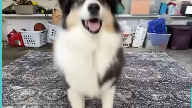 This dog is the best TikToker I’ve ever seen 🥺😭