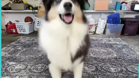 This dog is the best TikToker I’ve ever seen 🥺😭