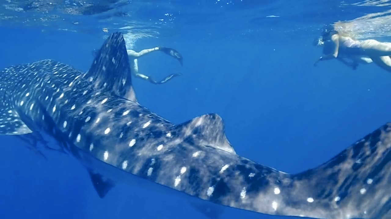 Whale Shark