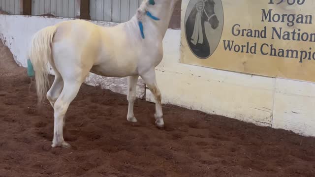 Horse Plays With Yoga Ball