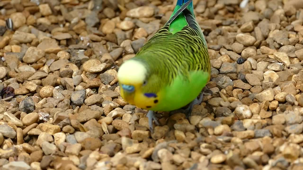 budgerigar cute one