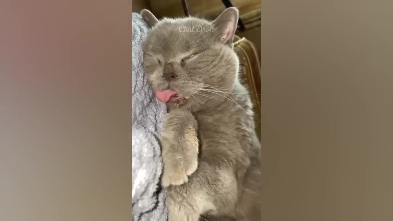 funy cat video
