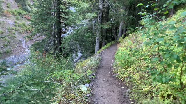 Oregon – Mount Hood – Peaceful Forest Approach to Zig Zag River – 4K