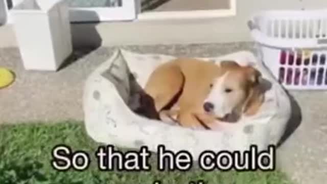 Clever dog drags bed outside to chill in the sun