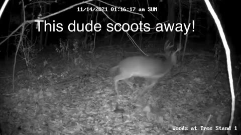 A message from Buck #deerhunting #trendingvideo #reaction #trailcam