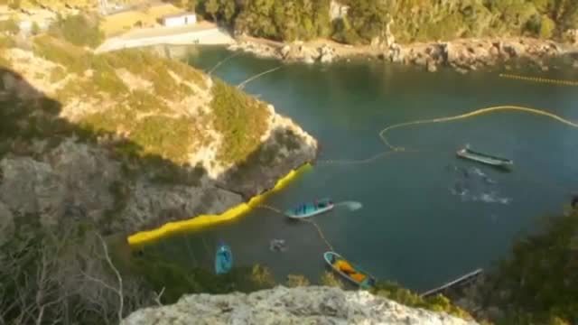 of dolphin slaughter in Taiji Cove, as annual hunt begins_Cut