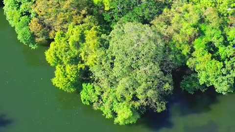 Polonnaruwa | Sri lanka | Travel | Nature| Drone Video | Dji-mini-3