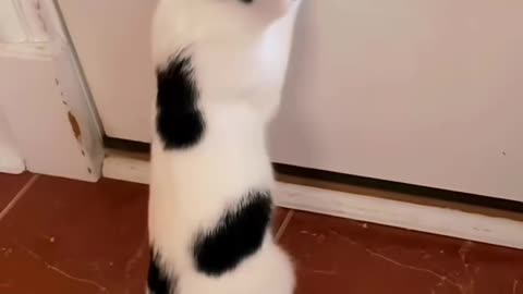 Cat vs Chicken 😅