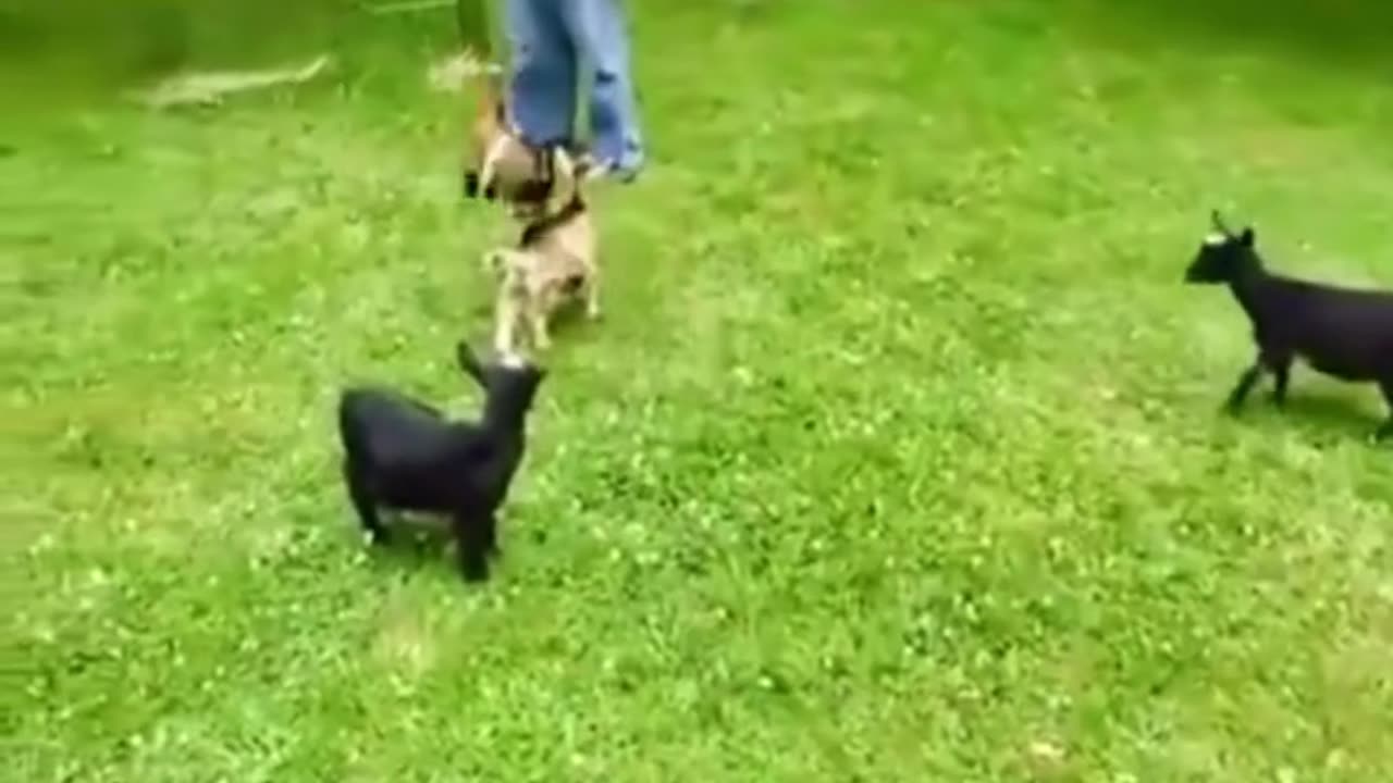 Funny GOAT Baby