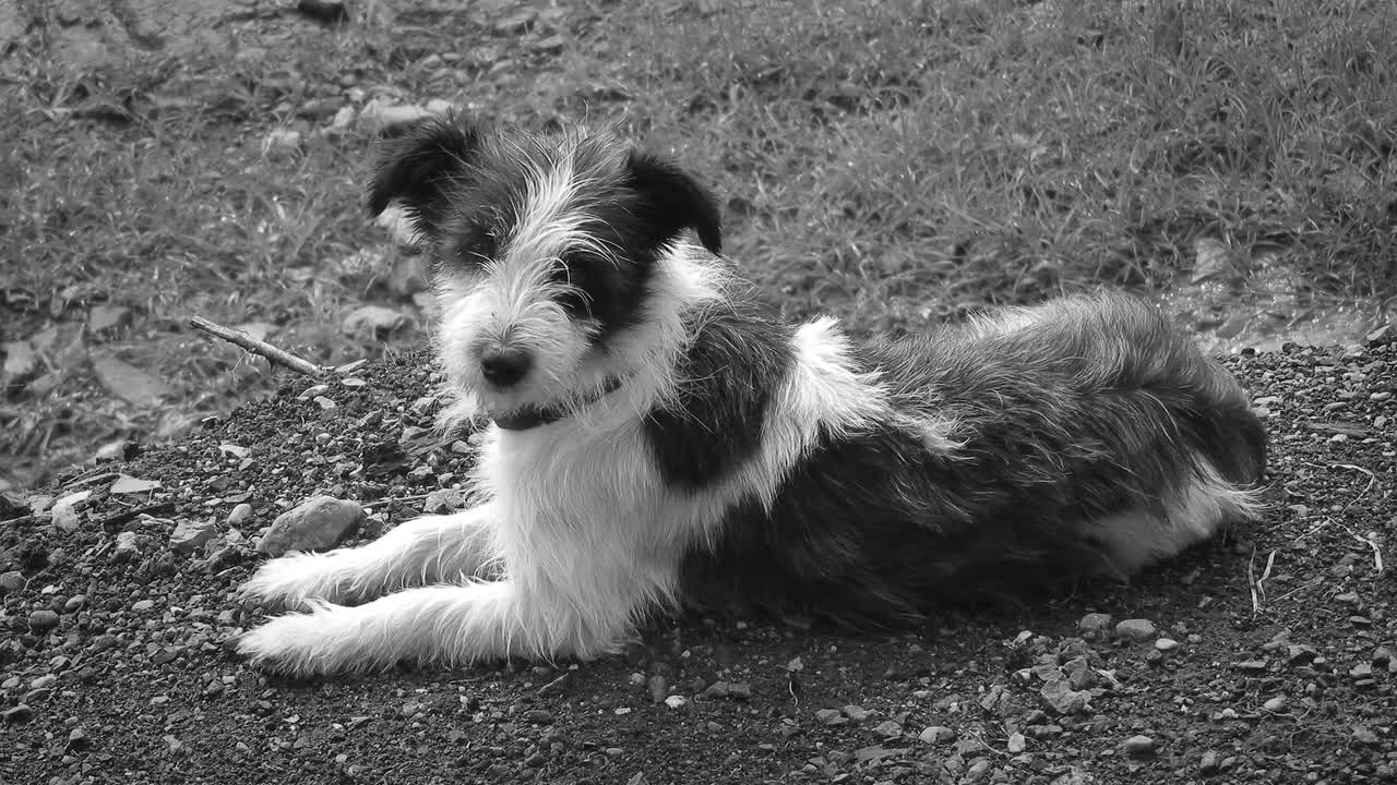 Black And White Animal Dog Peasant Guatica