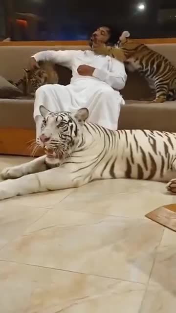 Tigers Funny Video