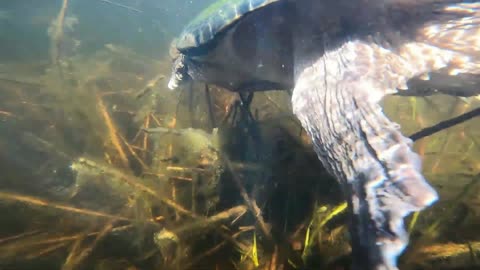 Snapping Turtle