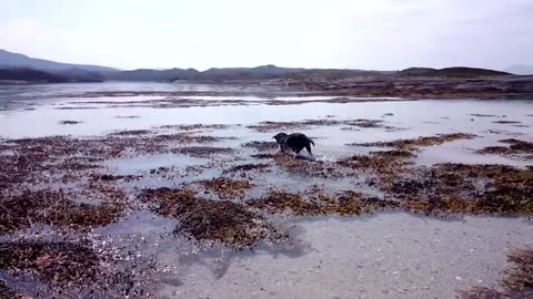 Rottweiler running in slow motion