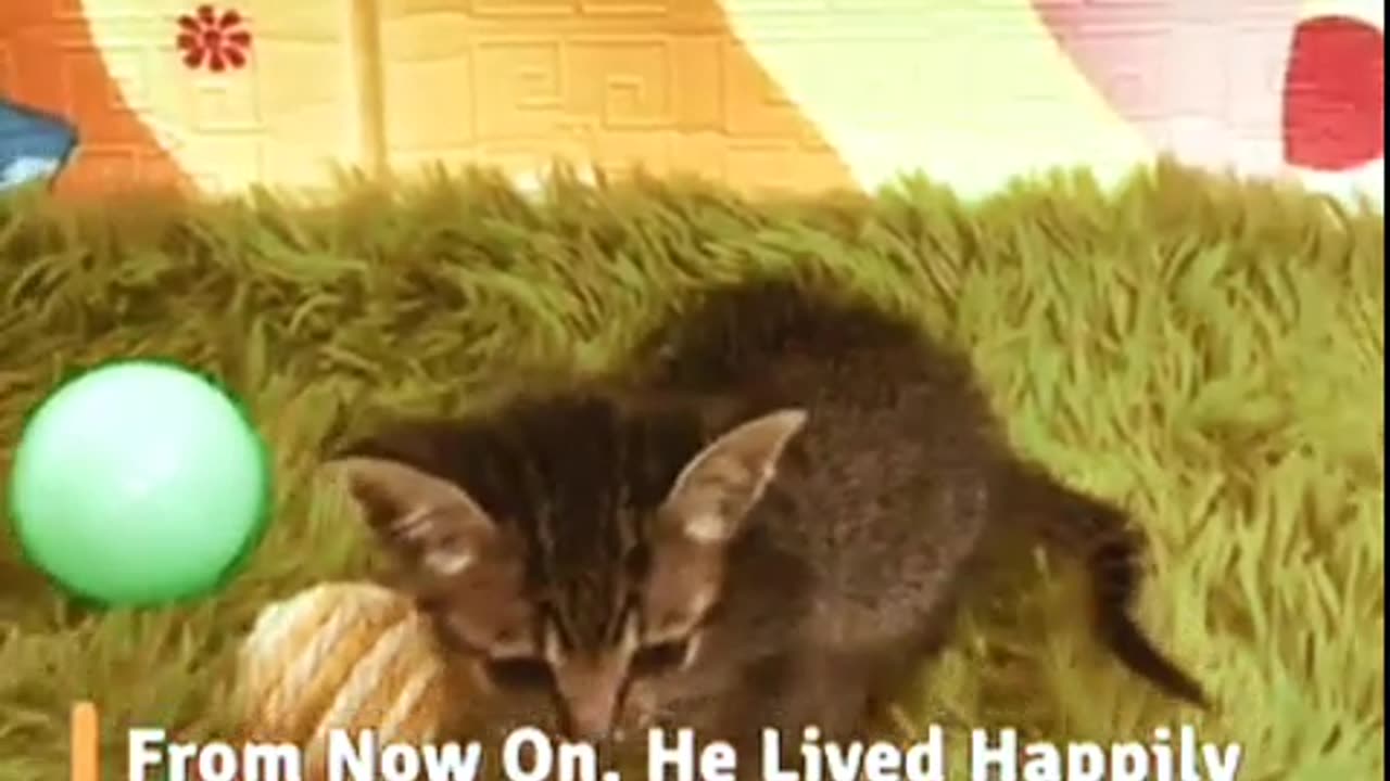 The cat rescue