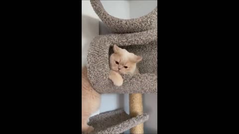 Funny animals - Funny cats / dogs - Funny animal videos 2023