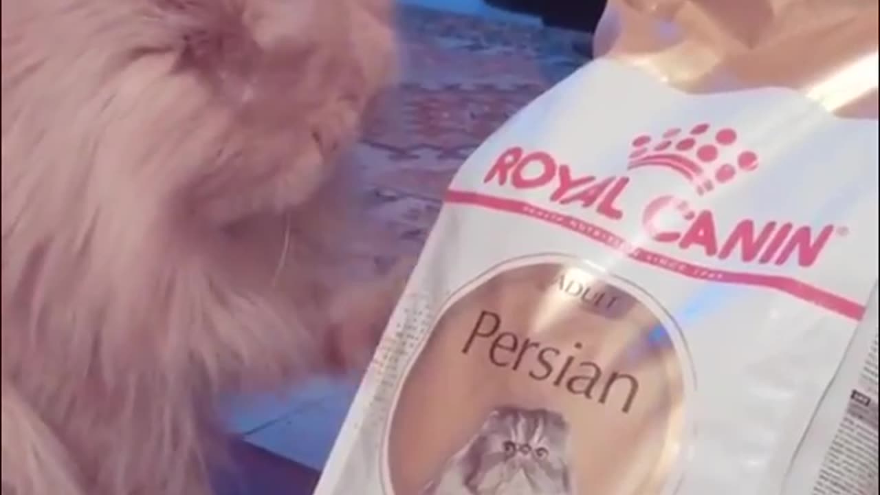 Cat food..