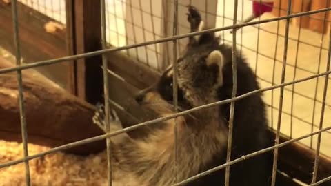 Funny raccoon