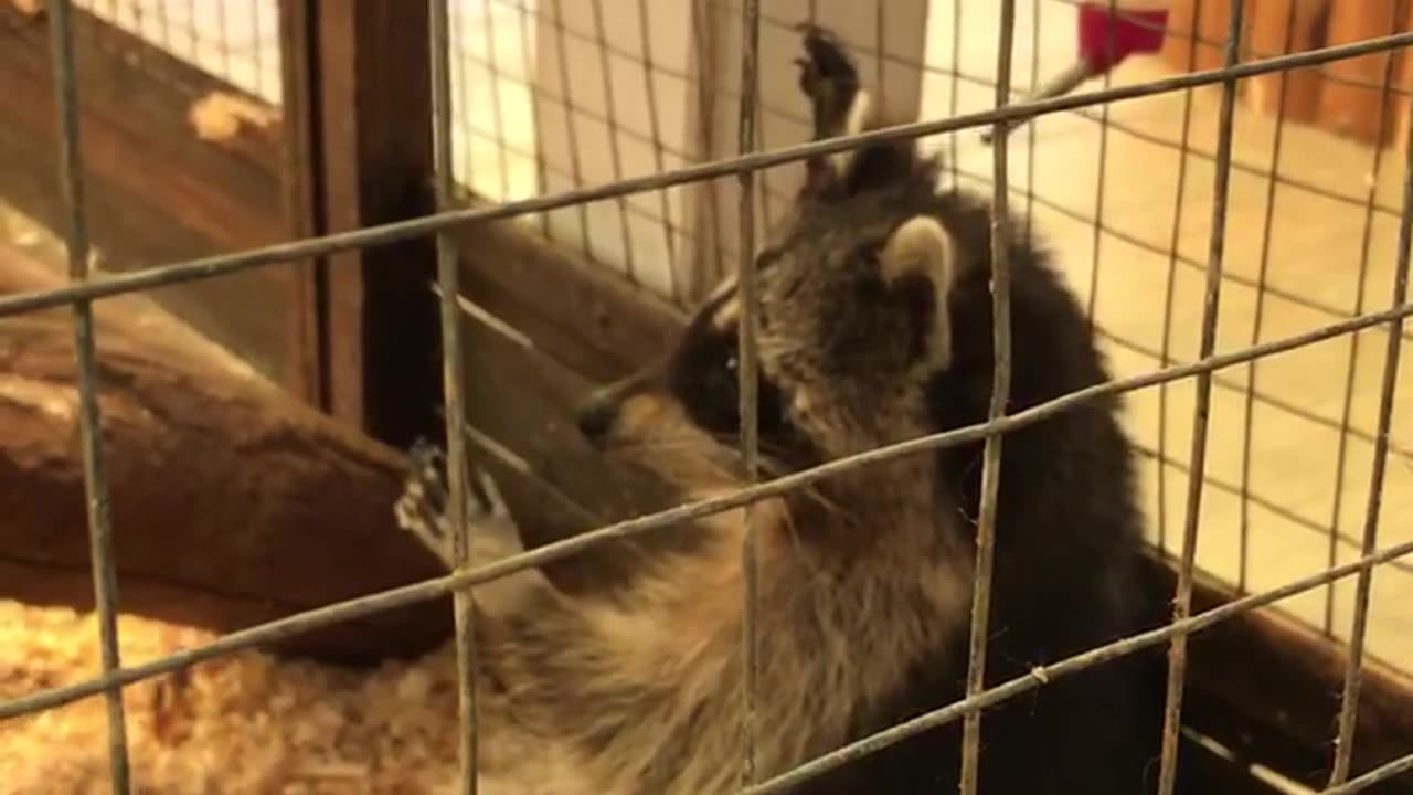 Funny raccoon