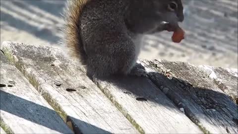 The Cute Squirrel - Animal world