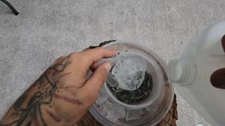 Magic Ice. Mycology