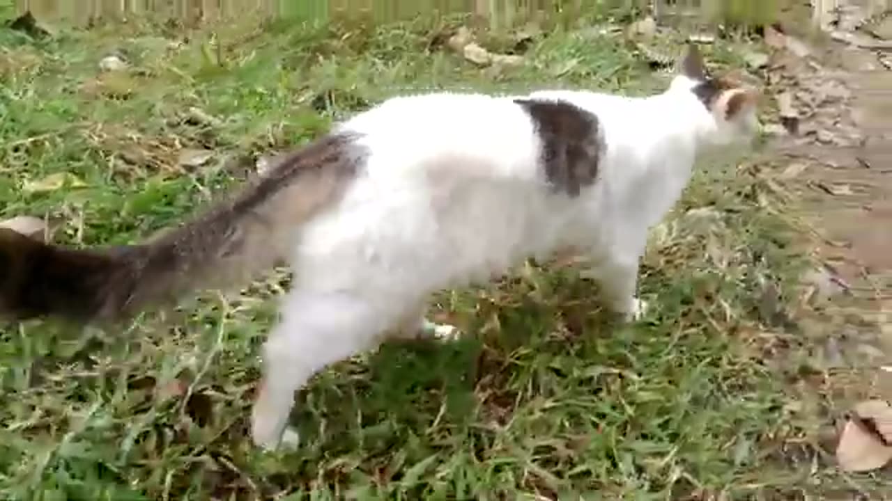Cat's_freedom_to_live_with_nature_🙉😀😻