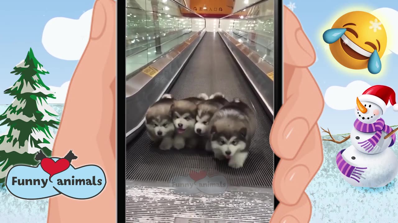 #The funniest animals 2023 π Funny videos about cats and dogs πΊπΆ